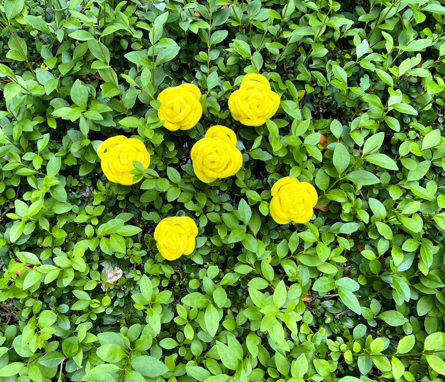 Golden Rose