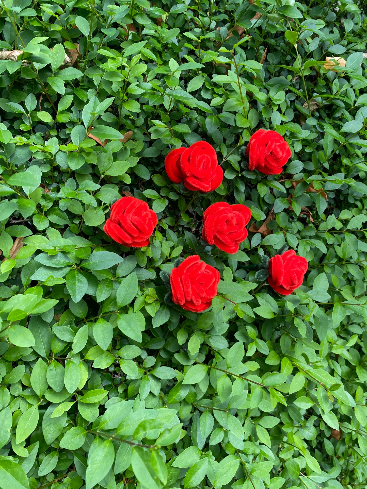 Red Rose